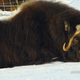A 3-year-old female muskox lies in the snow.